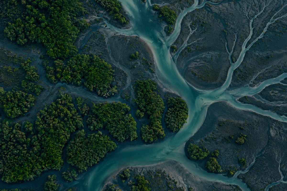 Aerial view of mangrove tidal creeks branching across dark sediment
